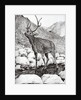 Stag, 2011 by Vincent Alexander Booth