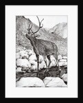 Stag, 2011 by Vincent Alexander Booth