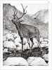 Stag, 2011 by Vincent Alexander Booth