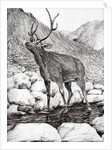 Stag, 2011 by Vincent Alexander Booth
