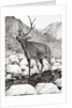 Stag, 2011 by Vincent Alexander Booth