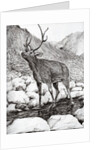 Stag, 2011 by Vincent Alexander Booth