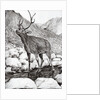 Stag, 2011 by Vincent Alexander Booth