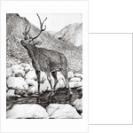 Stag, 2011 by Vincent Alexander Booth