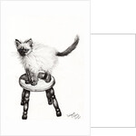 Pudsquiz Belina, 2015 by Vincent Alexander Booth