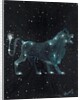 Star sign Leo, 2016 by Vincent Alexander Booth