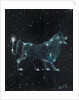 Star sign Leo, 2016 by Vincent Alexander Booth