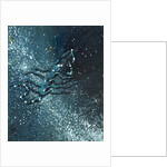 Star sign Scorpio, 2016 by Vincent Alexander Booth