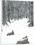 The Castle in the Forest of Findhorn, snow stumps, 2006 by Vincent Alexander Booth