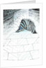 The Castle in the Forest of Findhorn, cellar steps, 2006 by Vincent Alexander Booth