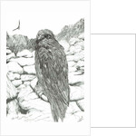 Eagles of the Highlands, 2011 by Vincent Alexander Booth