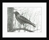 Bird, 2011 by Vincent Alexander Booth