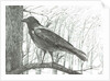 Bird, 2011 by Vincent Alexander Booth