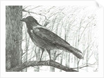 Bird, 2011 by Vincent Alexander Booth