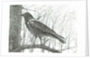Bird, 2011 by Vincent Alexander Booth