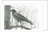 Bird, 2011 by Vincent Alexander Booth