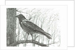 Bird, 2011 by Vincent Alexander Booth