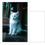 Ice kitten, 2006 by Vincent Alexander Booth