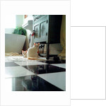 Puddy cats, 2017 by Vincent Alexander Booth