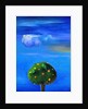 Silver Lining over the Orange Tree by Nancy Moniz Charalambous