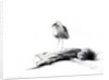 California Seagull, 2012 by Nancy Moniz Charalambous
