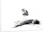 California Seagull, 2012 by Nancy Moniz Charalambous