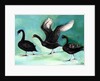 A ballet of Black Swans, 2013 by Nancy Moniz Charalambous