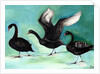 A ballet of Black Swans, 2013 by Nancy Moniz Charalambous