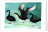 A ballet of Black Swans, 2013 by Nancy Moniz Charalambous