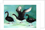 A ballet of Black Swans, 2013 by Nancy Moniz Charalambous