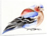 Colourful Chaffinch, 2011 by Nancy Moniz Charalambous