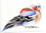 Colourful Chaffinch, 2011 by Nancy Moniz Charalambous