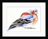 Colourful Chaffinch, 2011 by Nancy Moniz Charalambous