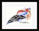 Colourful Chaffinch, 2011 by Nancy Moniz Charalambous