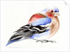 Colourful Chaffinch, 2011 by Nancy Moniz Charalambous