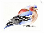 Colourful Chaffinch, 2011 by Nancy Moniz Charalambous