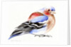 Colourful Chaffinch, 2011 by Nancy Moniz Charalambous