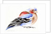 Colourful Chaffinch, 2011 by Nancy Moniz Charalambous
