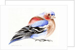 Colourful Chaffinch, 2011 by Nancy Moniz Charalambous