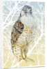Peregrine Falcon, 2015 by Nancy Moniz Charalambous