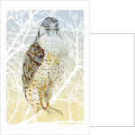 Peregrine Falcon, 2015 by Nancy Moniz Charalambous