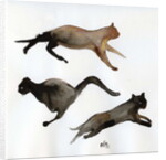 Run Cat Run, 2017 by Nancy Moniz Charalambous