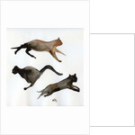 Run Cat Run, 2017 by Nancy Moniz Charalambous