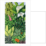 Foliage I, 2003 by Catherine Abel