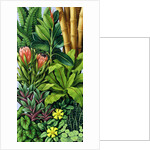 Foliage III, 2005 by Catherine Abel