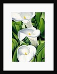 Lilies, 2002 by Catherine Abel