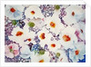 white poppies by Neela Pushparaj