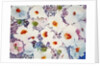 white poppies by Neela Pushparaj