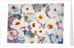 white poppies by Neela Pushparaj