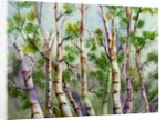 Spring Birches by Neela Pushparaj